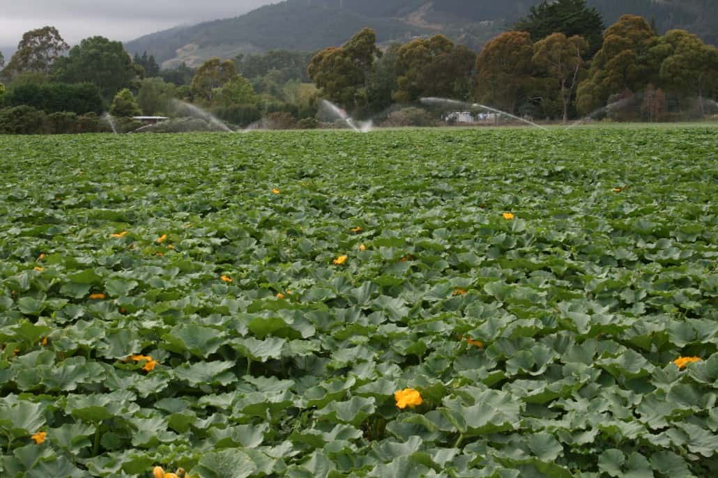 185 Fields of pumpkin