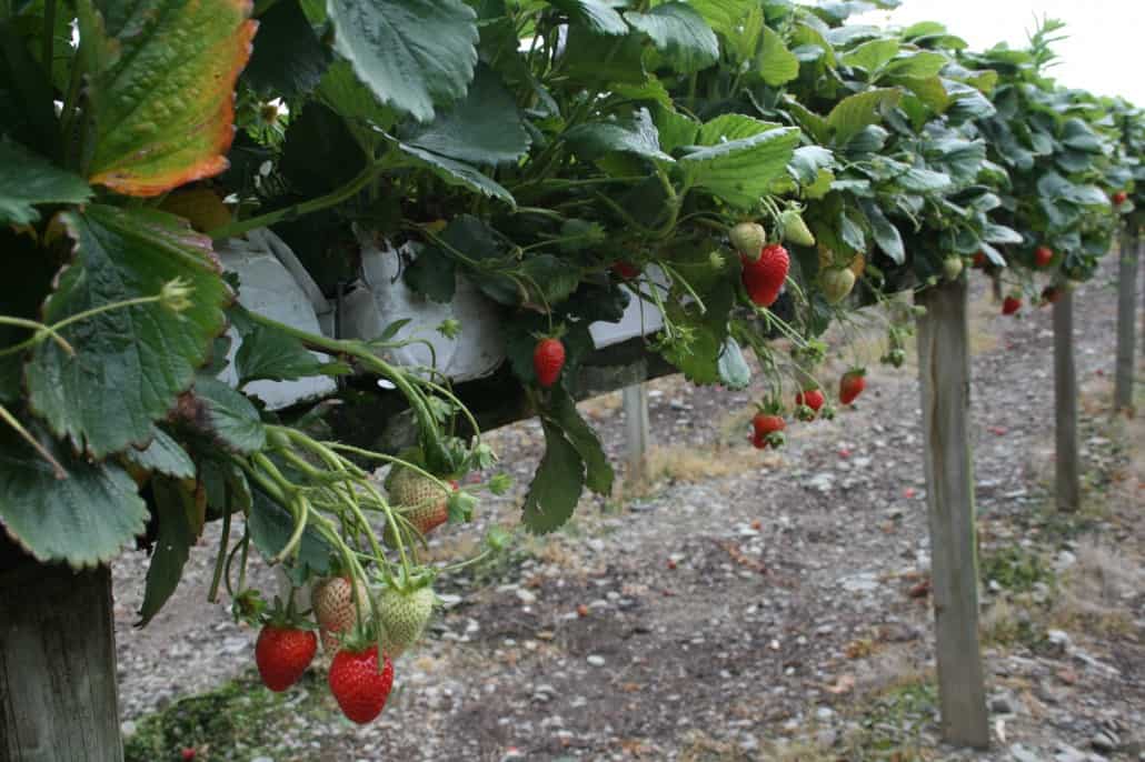 185 Strawberries