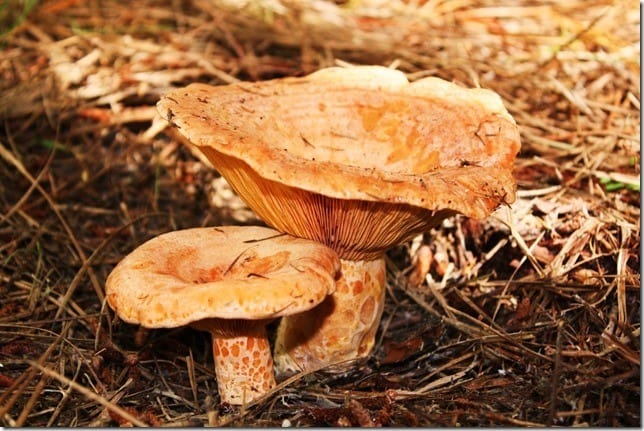 Neudorf Mushrooms – Published in Nelson Mail 31.03.15