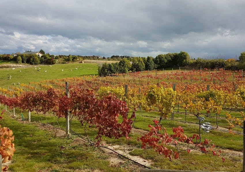 Mahana Hills Vineyard – Five Rows – Nelson Mail 09.05.18