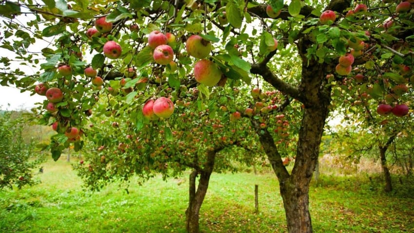 Capital Cider Co.