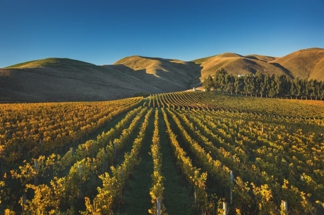 New Zealand New Release Tasting to showcase stunning 2019 vintage