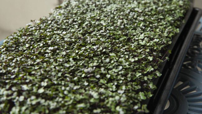 True Leaf Microgreens