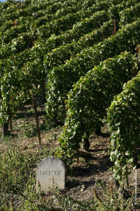 Champagne Deutz Harvest Report 2019