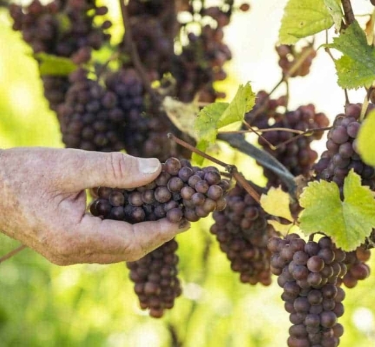Nelson Grape Harvest 2021
