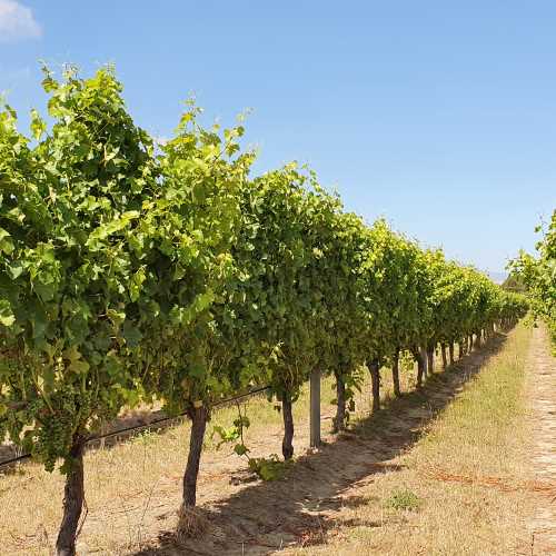 New Zealand wine industry welcomes Government’s decision to recommence the movement of RSE workers from the Pacific