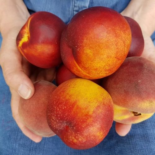 Summer Fresh Fruit Buying in Nelson